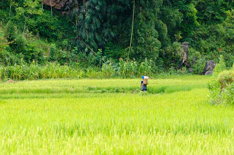 298 - Vietnam - Bac Ha - paisaje